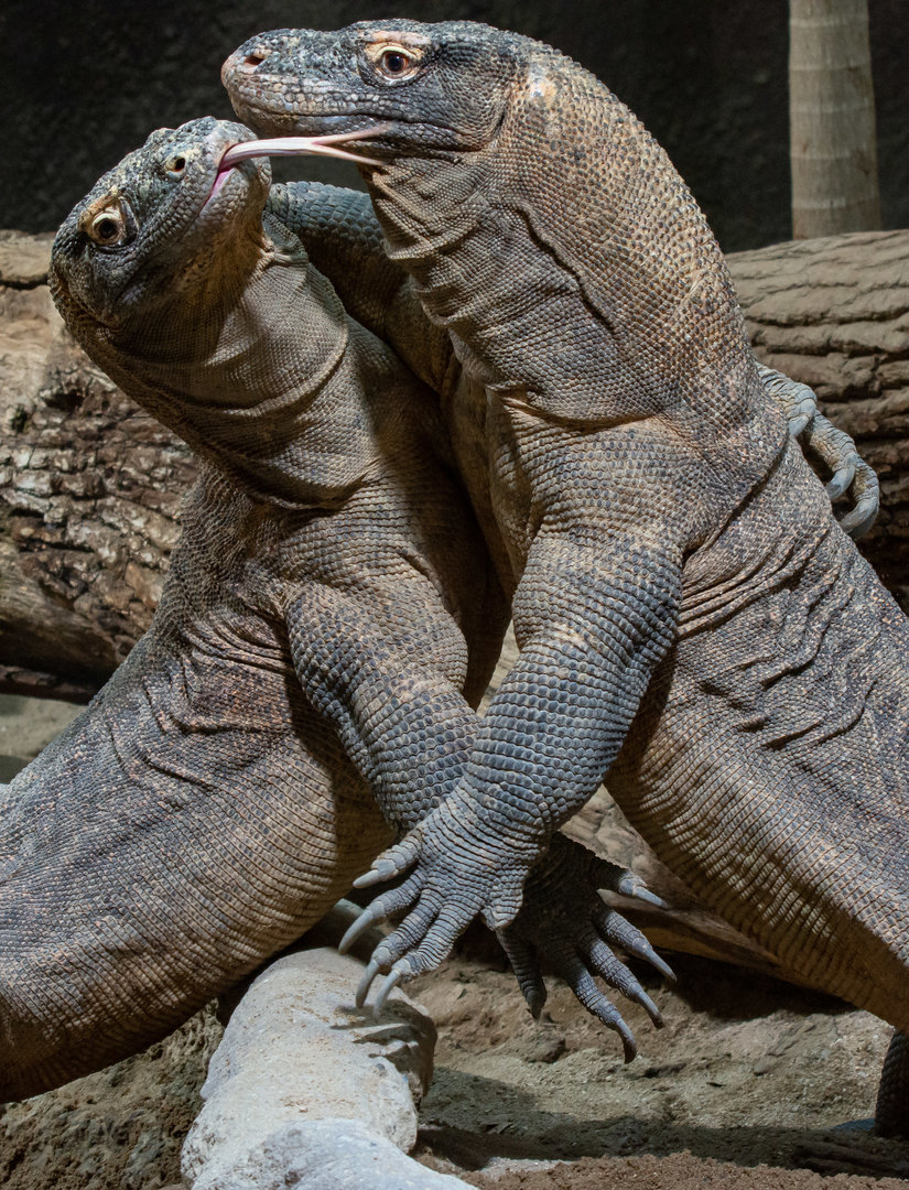 Komodo dragon (Varanus komodoensis)