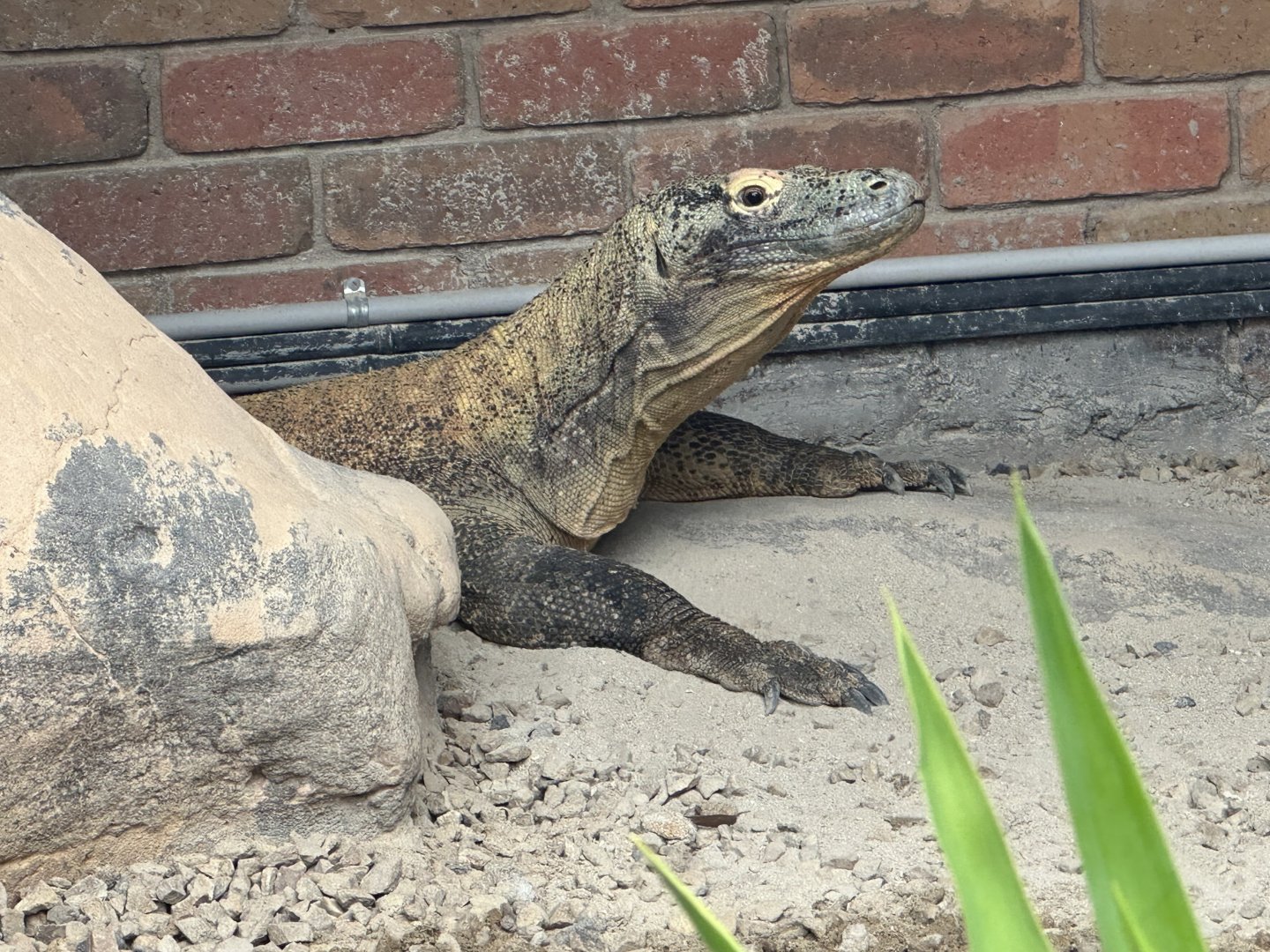 Komodo dragon (Varanus komodoensis)