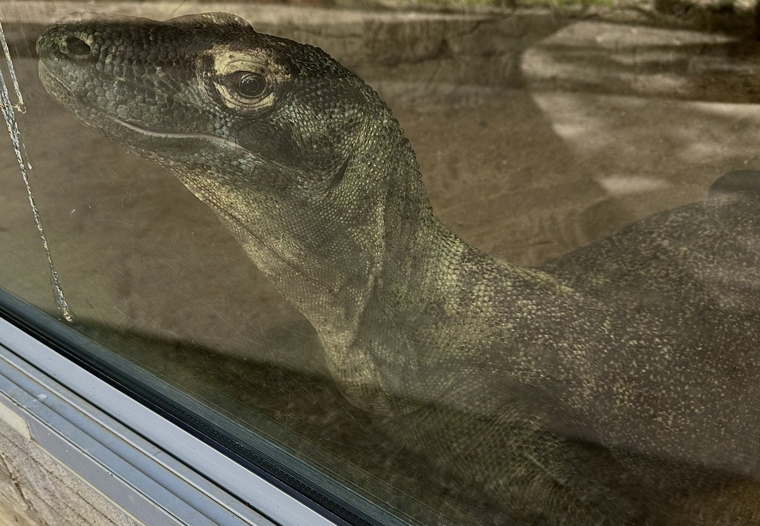 Komodo dragon (Varanus komodoensis)