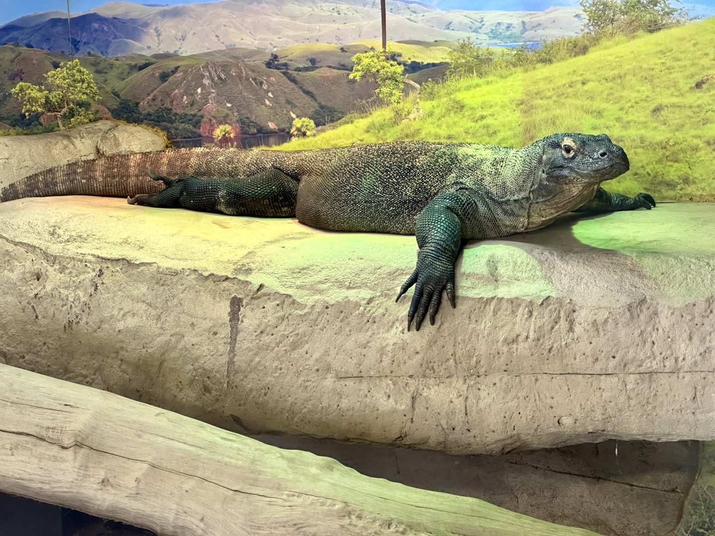 Komodo dragon (Varanus komodoensis)