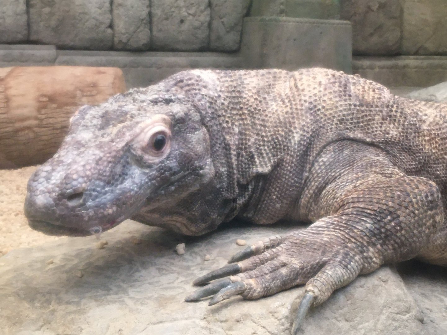 Komodo Dragon (Varanus komodoensis)