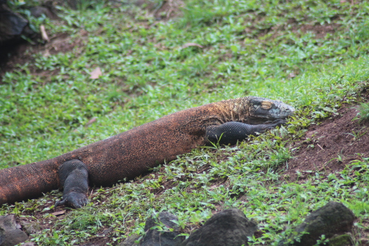 Komodo dragon (Varanus komodoensis)