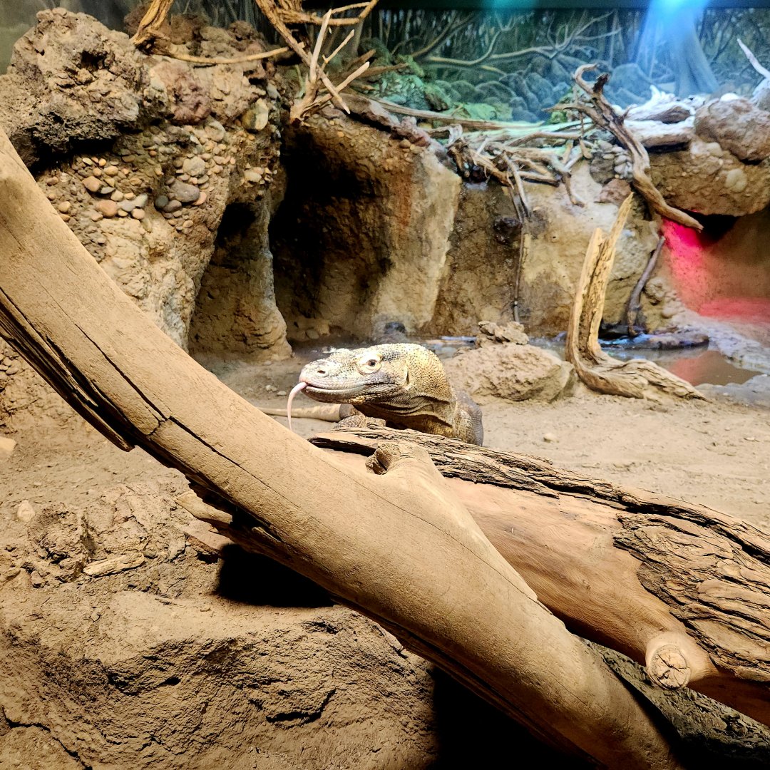 Komodo Dragon (Varanus komodoensis)