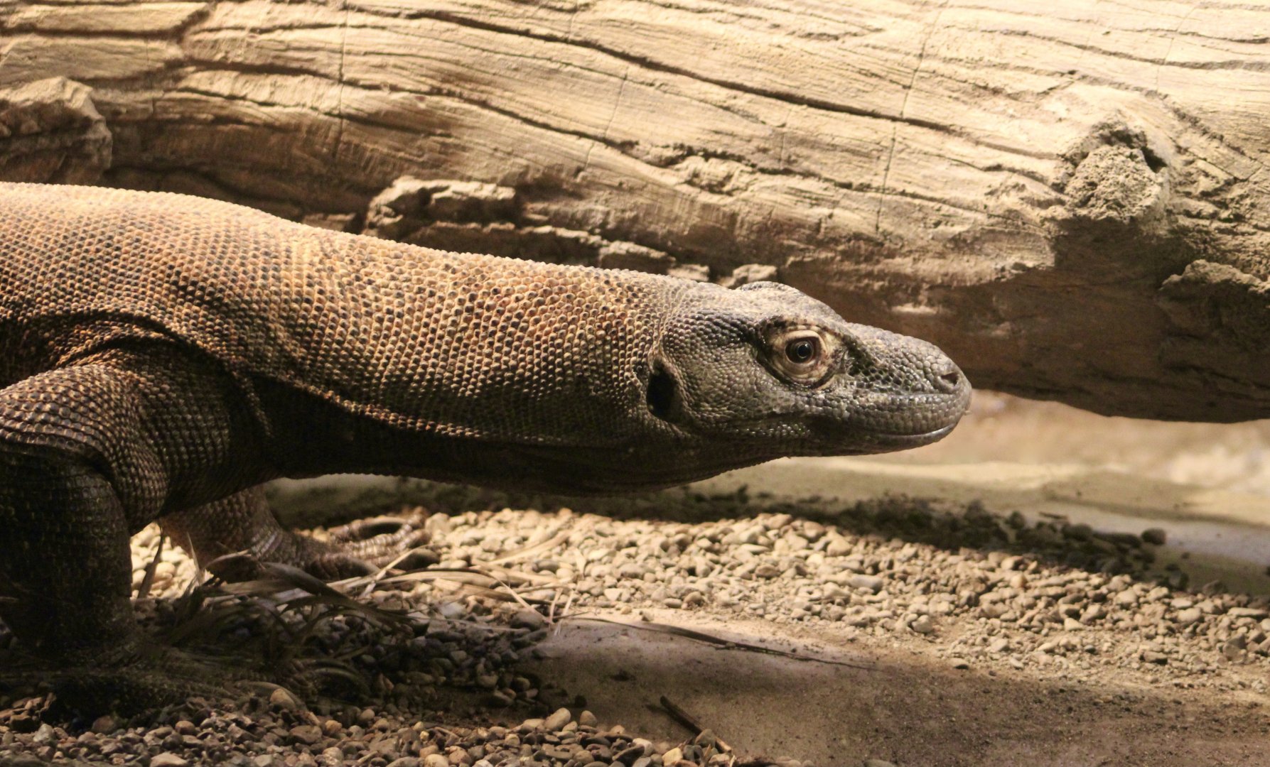 Komodo Dragon (Varanus komodoensis)