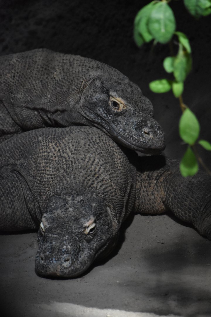 Komodo dragon, Varanus komodoensis