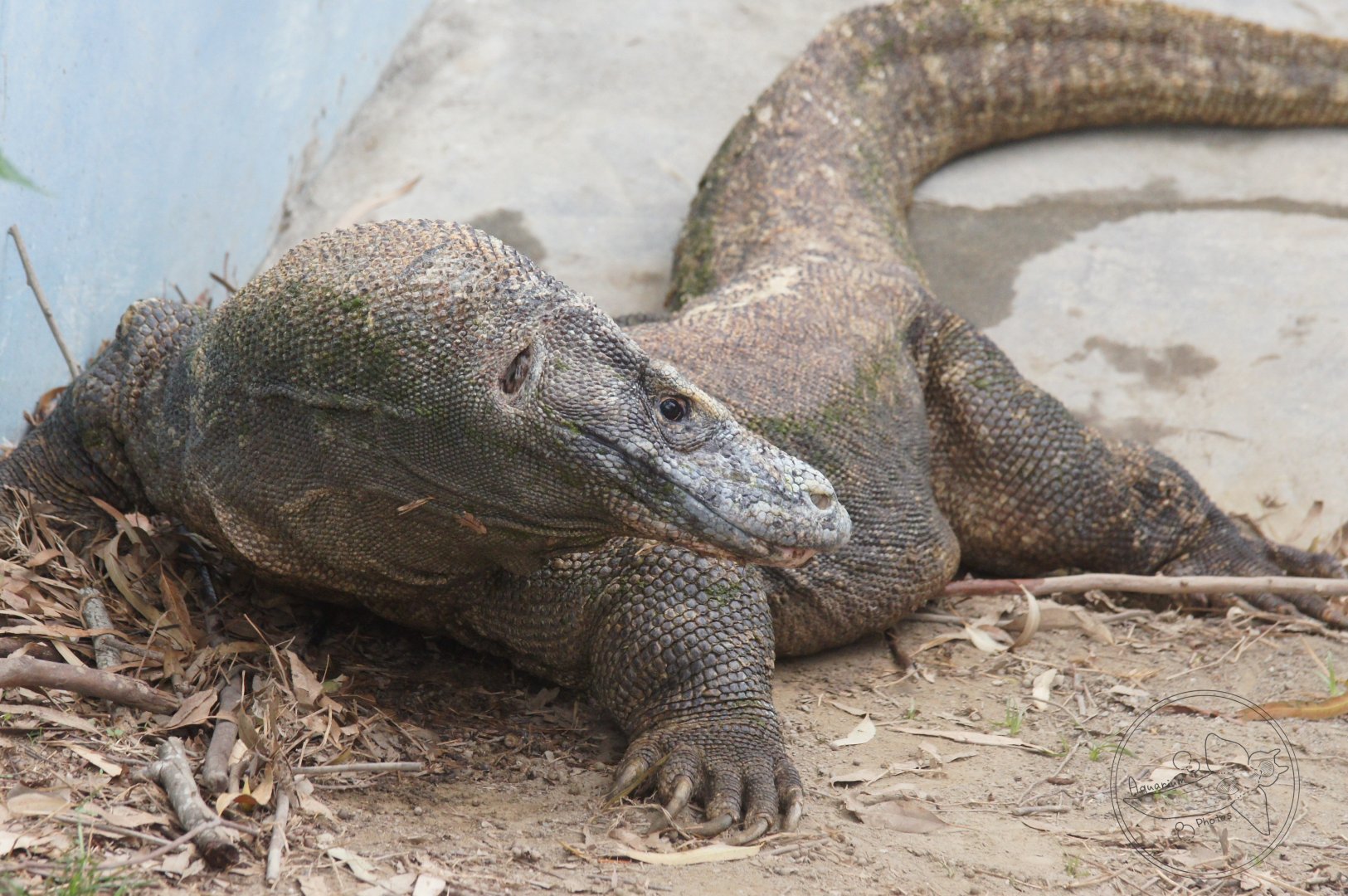 Komodo Dragon (Varanus komodoensis)