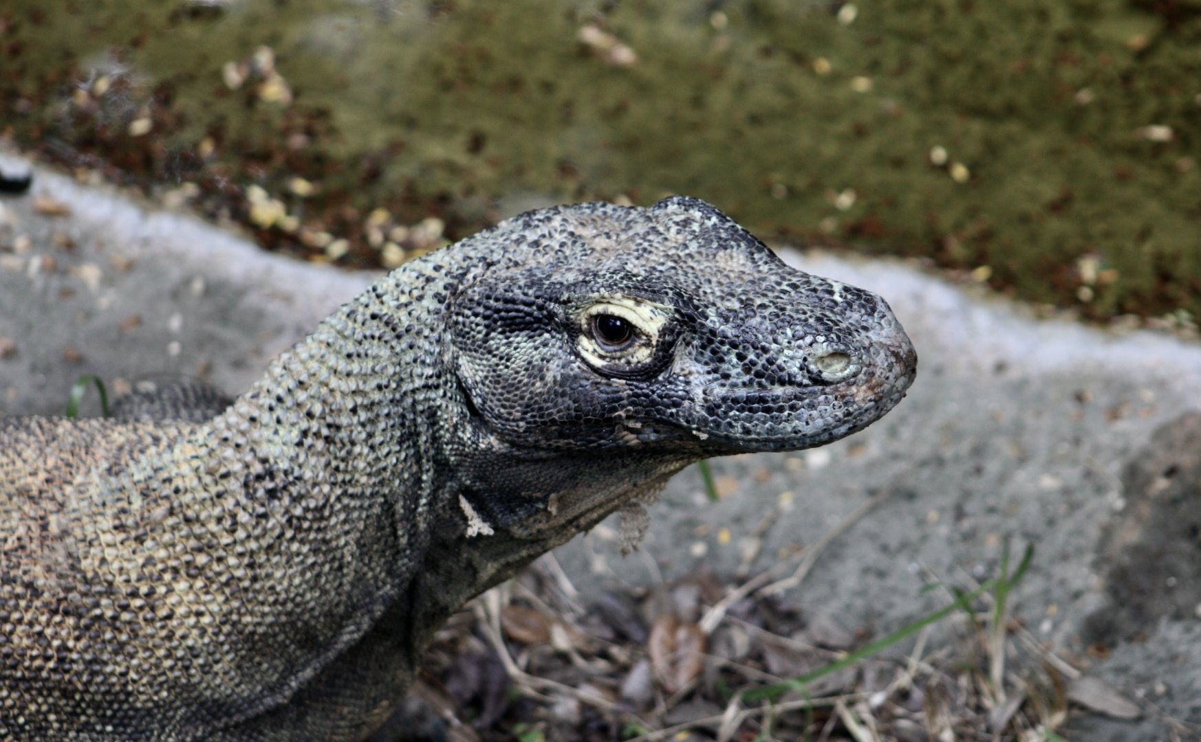 Komodo Dragon (Varanus komodoensis)