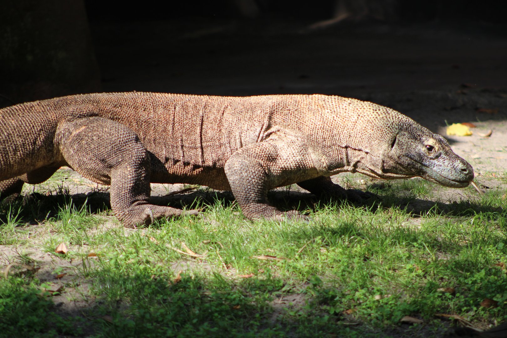 Komodo Dragon (Varanus komodoensis)
