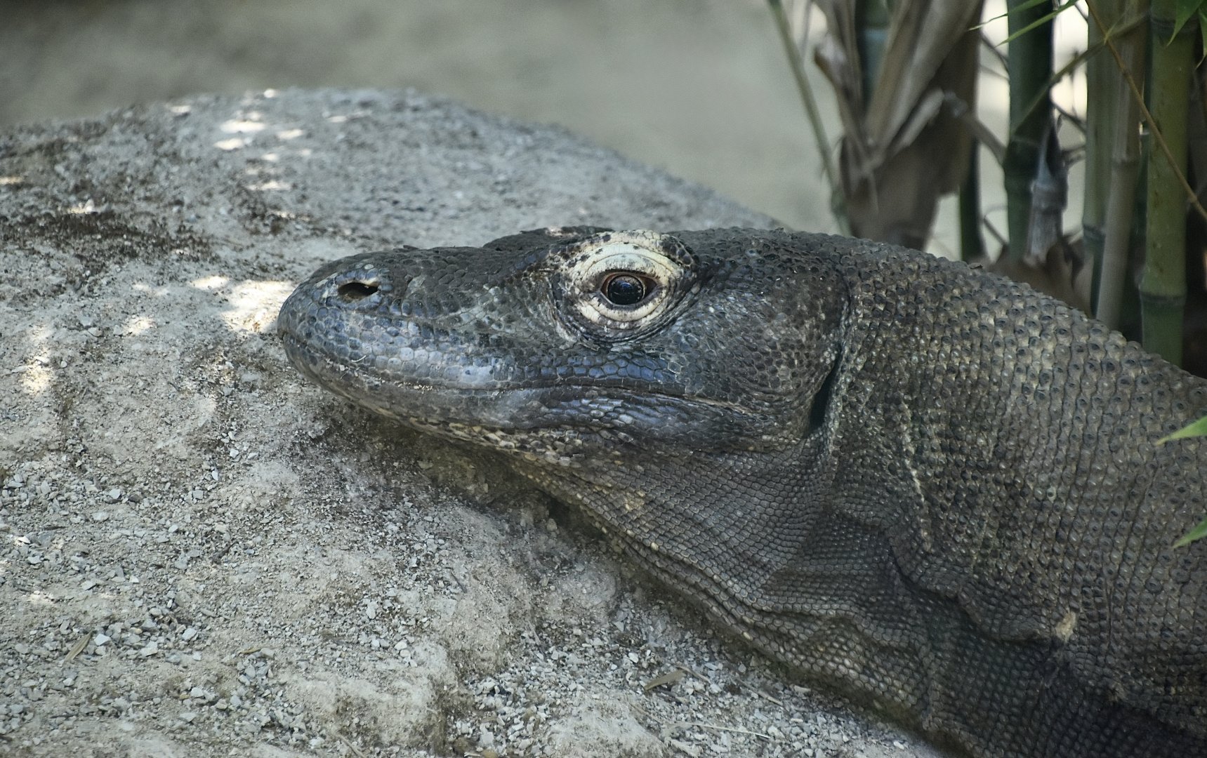 Komodo Dragon (Varanus komodoensis)