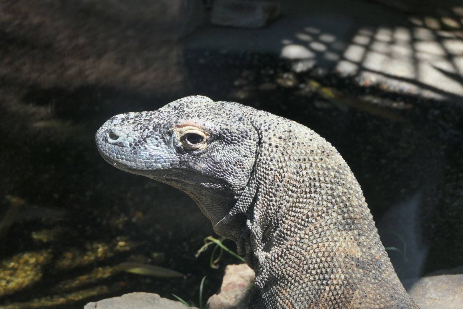 Komodo Dragon (Varanus komodoensis)