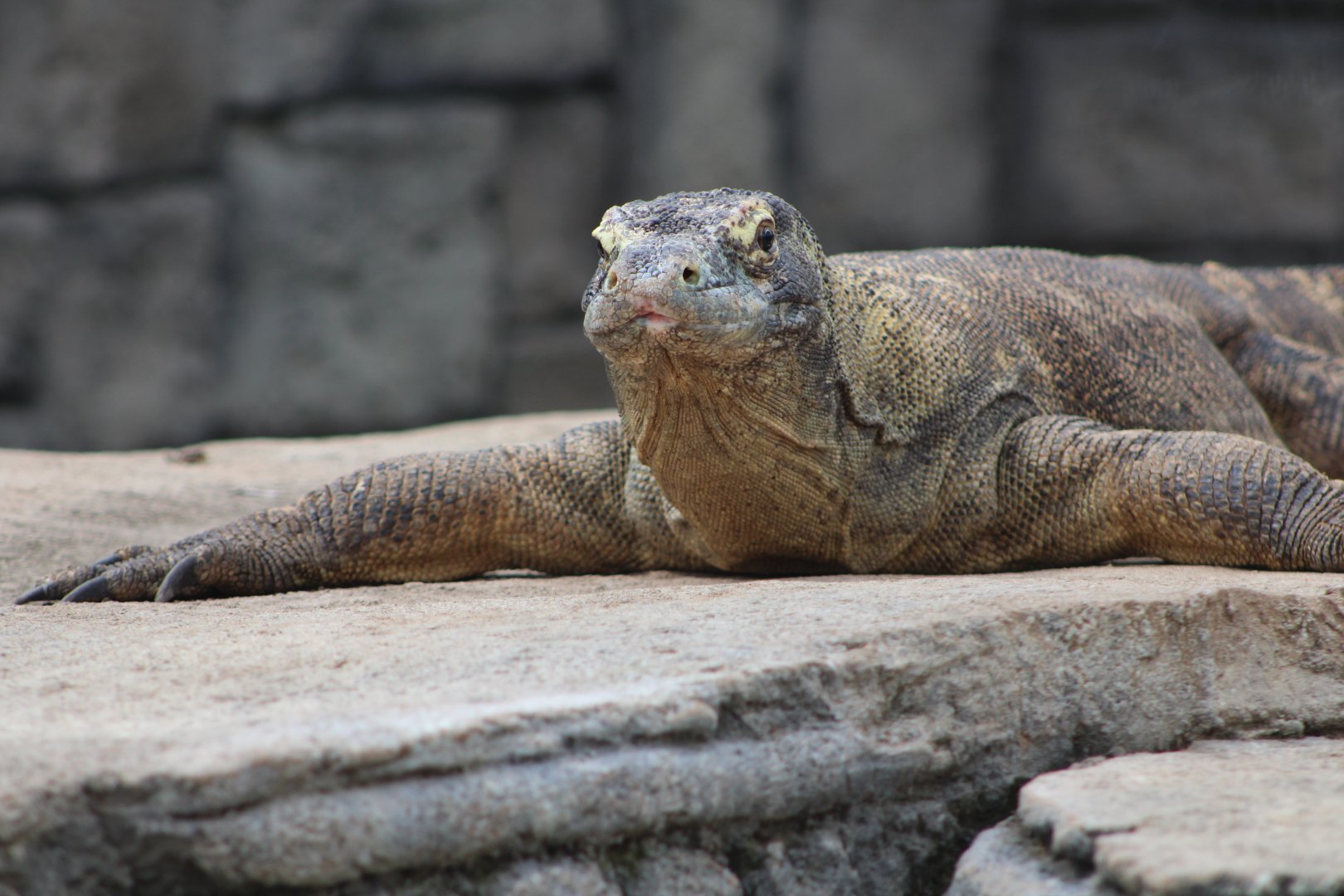Komodo Dragon (Varanus komodoensis)