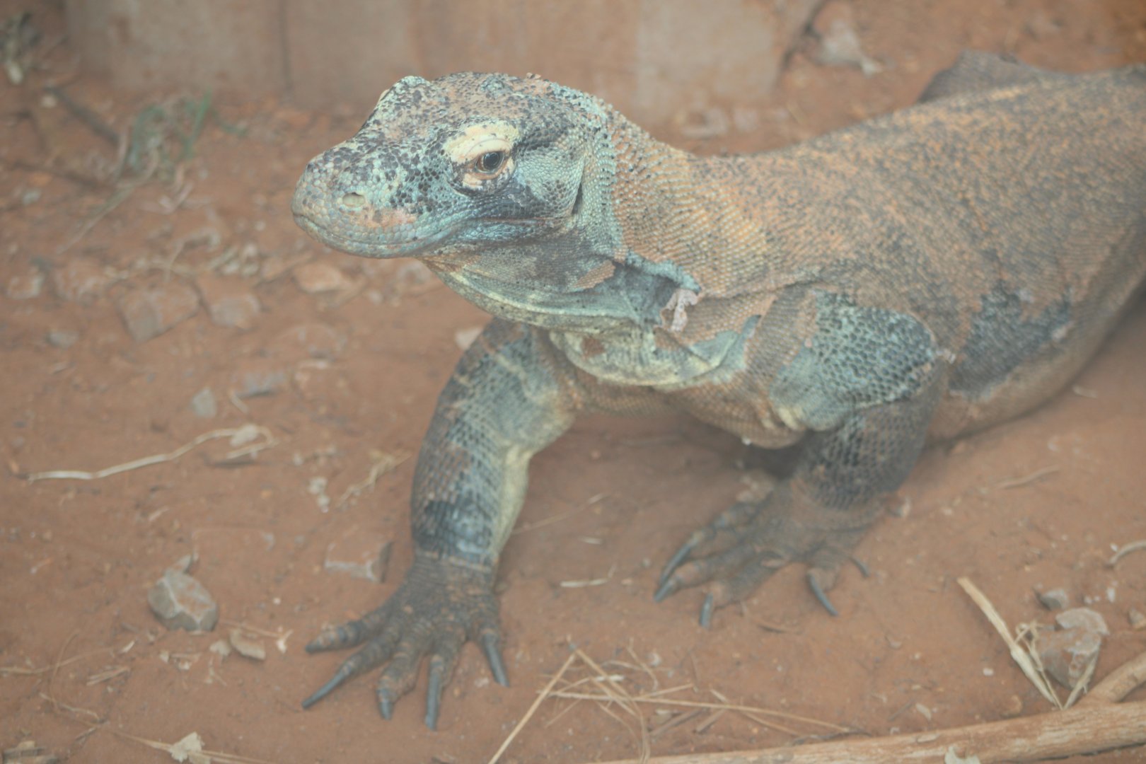 Komodo Dragon (Varanus komodoensis)