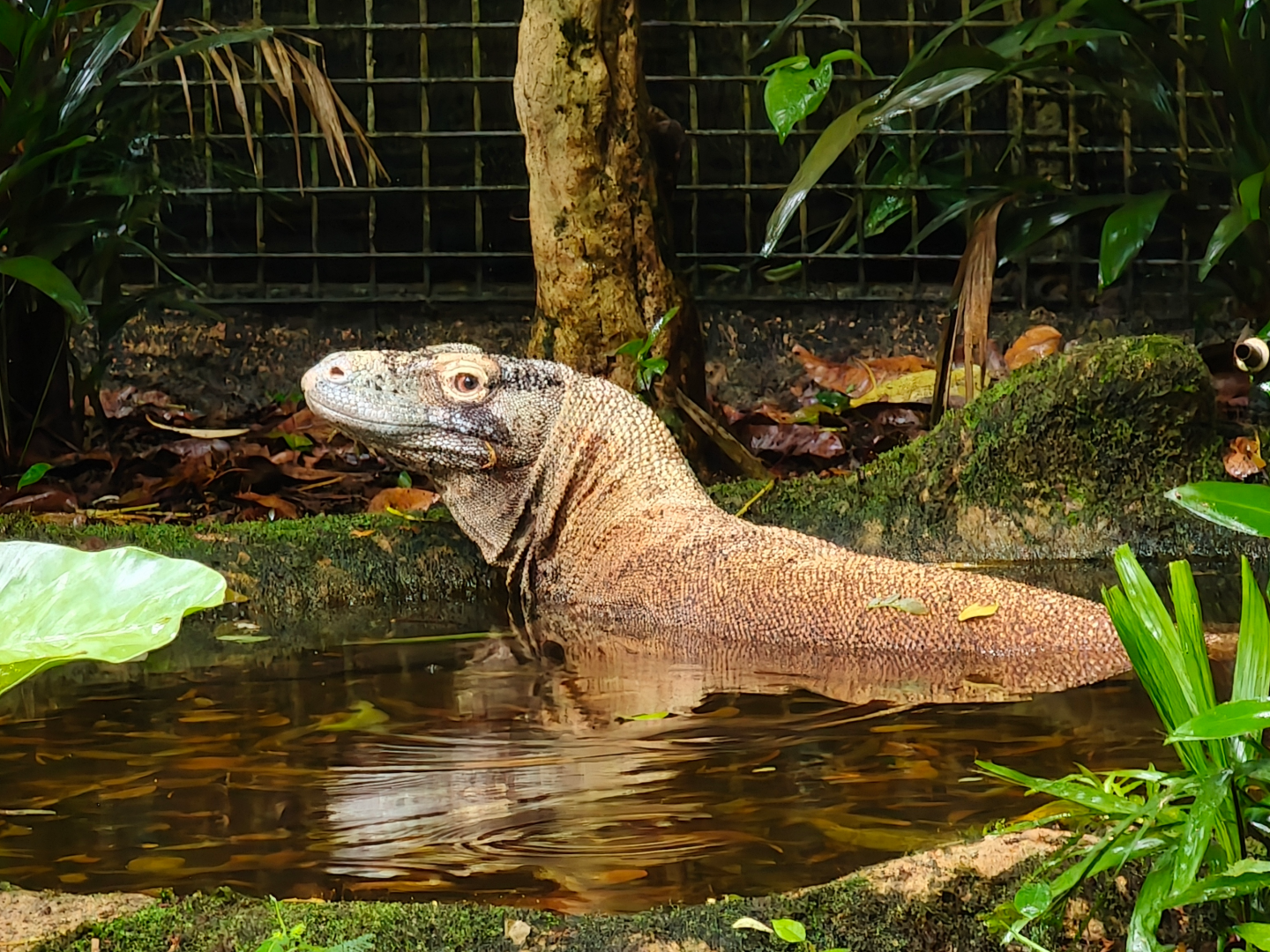 Komodo Dragon (Varanus komodoensis)