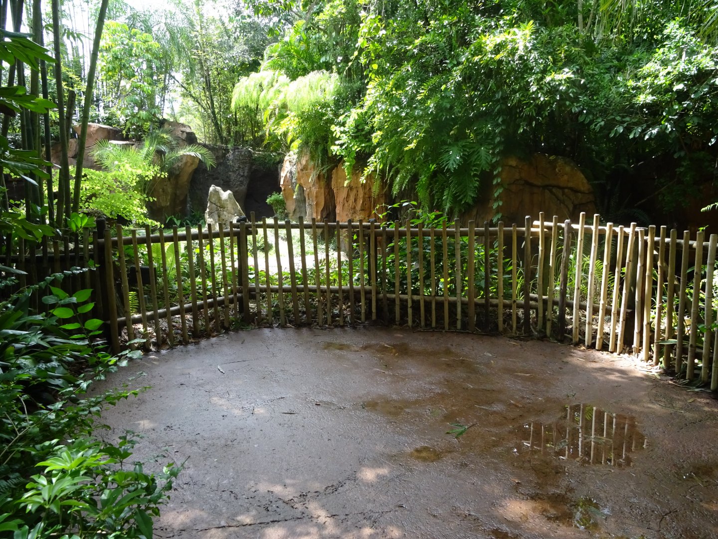 Komodo Dragon Viewing Area at Disney's Animal Kingdom (2014)