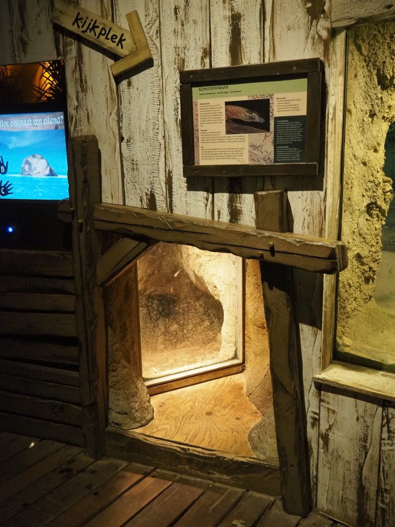 Komodo dragon viewing den (Nov 10th, 2018)