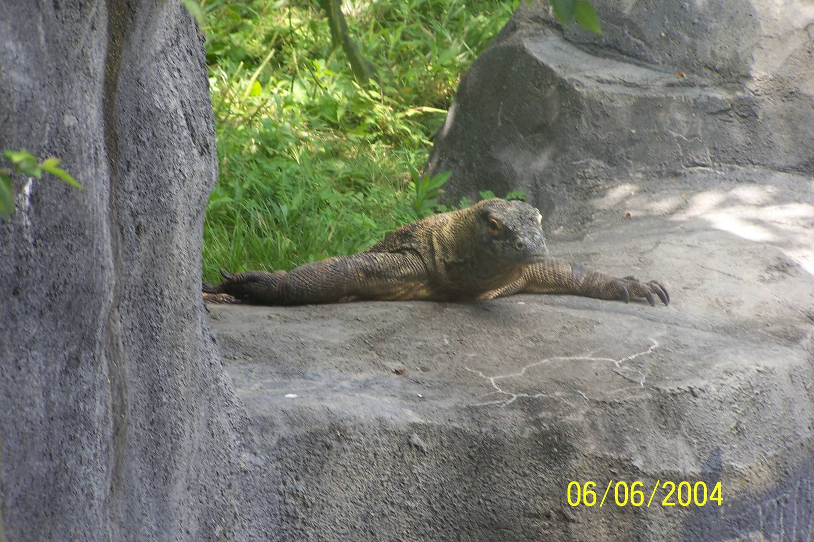 Komodo Dragon ~ Voyage to Australia and the Islands