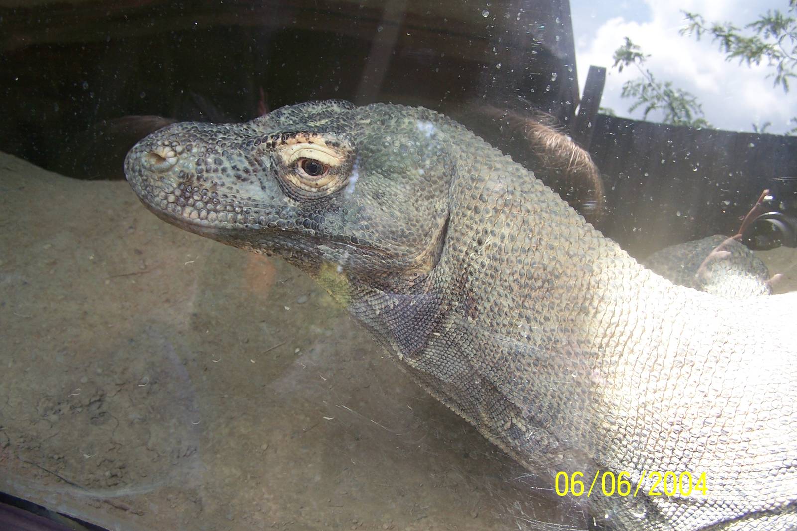 Komodo Dragon ~ Voyage to Australia and the Islands