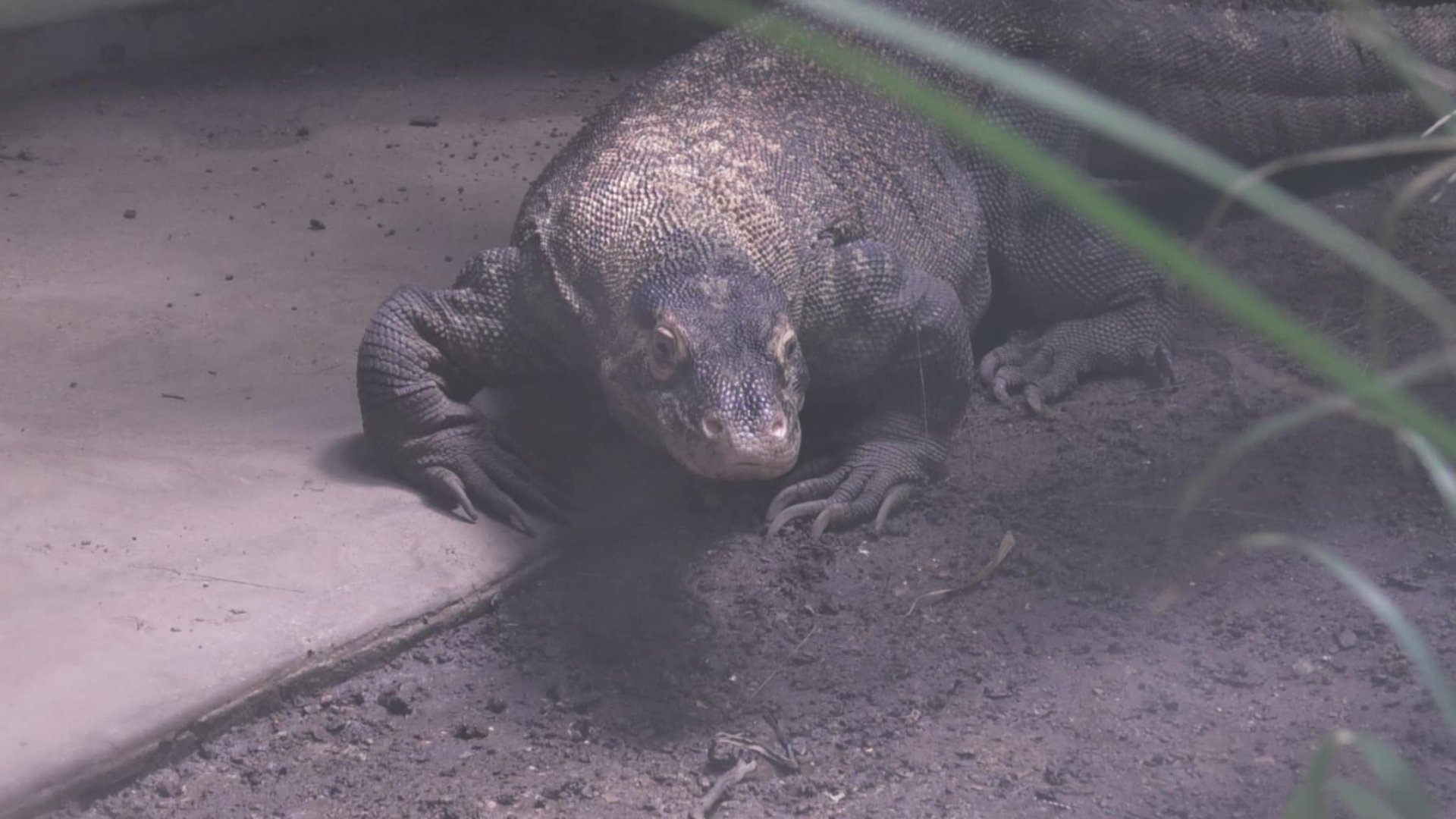 Komodo dragon walking