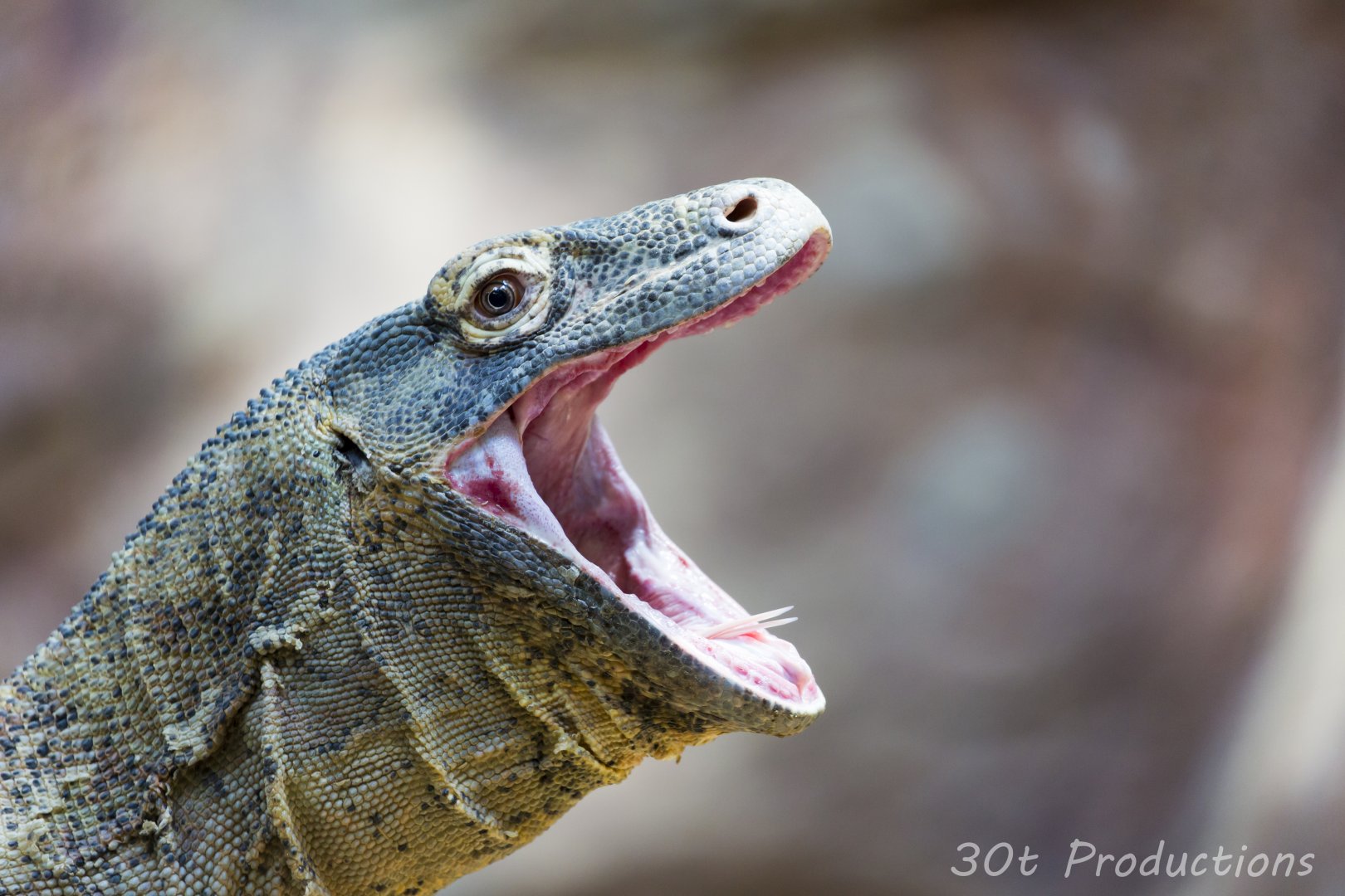 Komodo Dragon wide open mouth