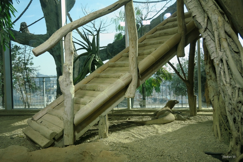 Komodo dragon with a view - 9th floor