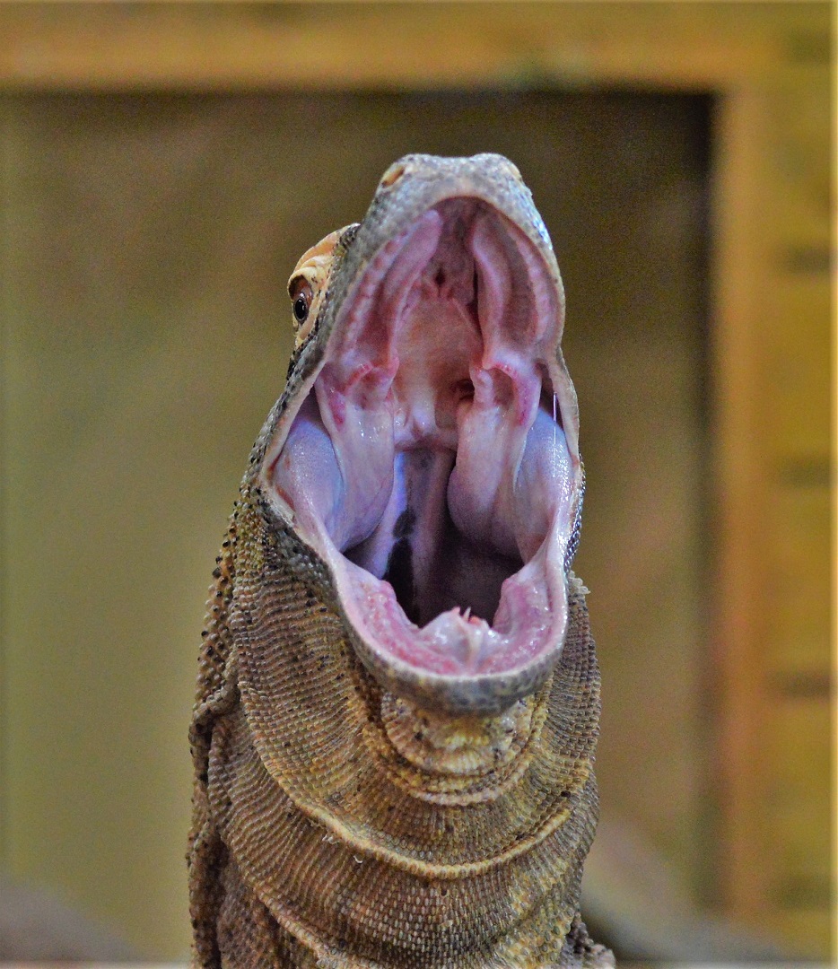 Komodo dragon yawning