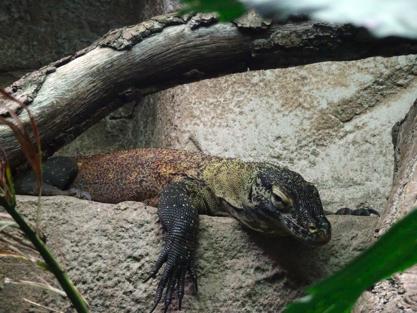 Komodo Dragon  youngster 16 August 2025