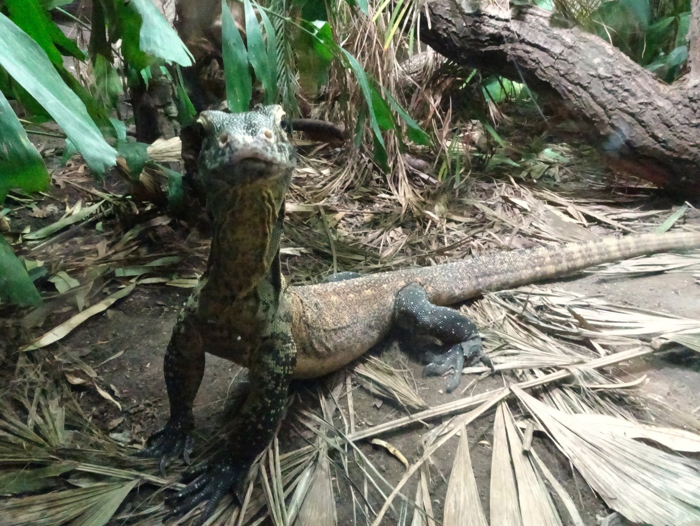 Komodo dragon youngster 5 July 2025