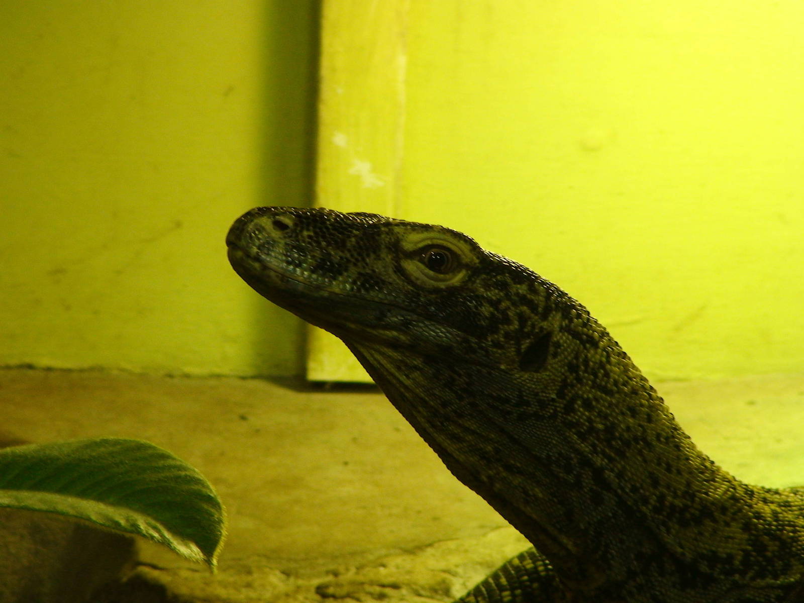 Komodo Dragon youngster