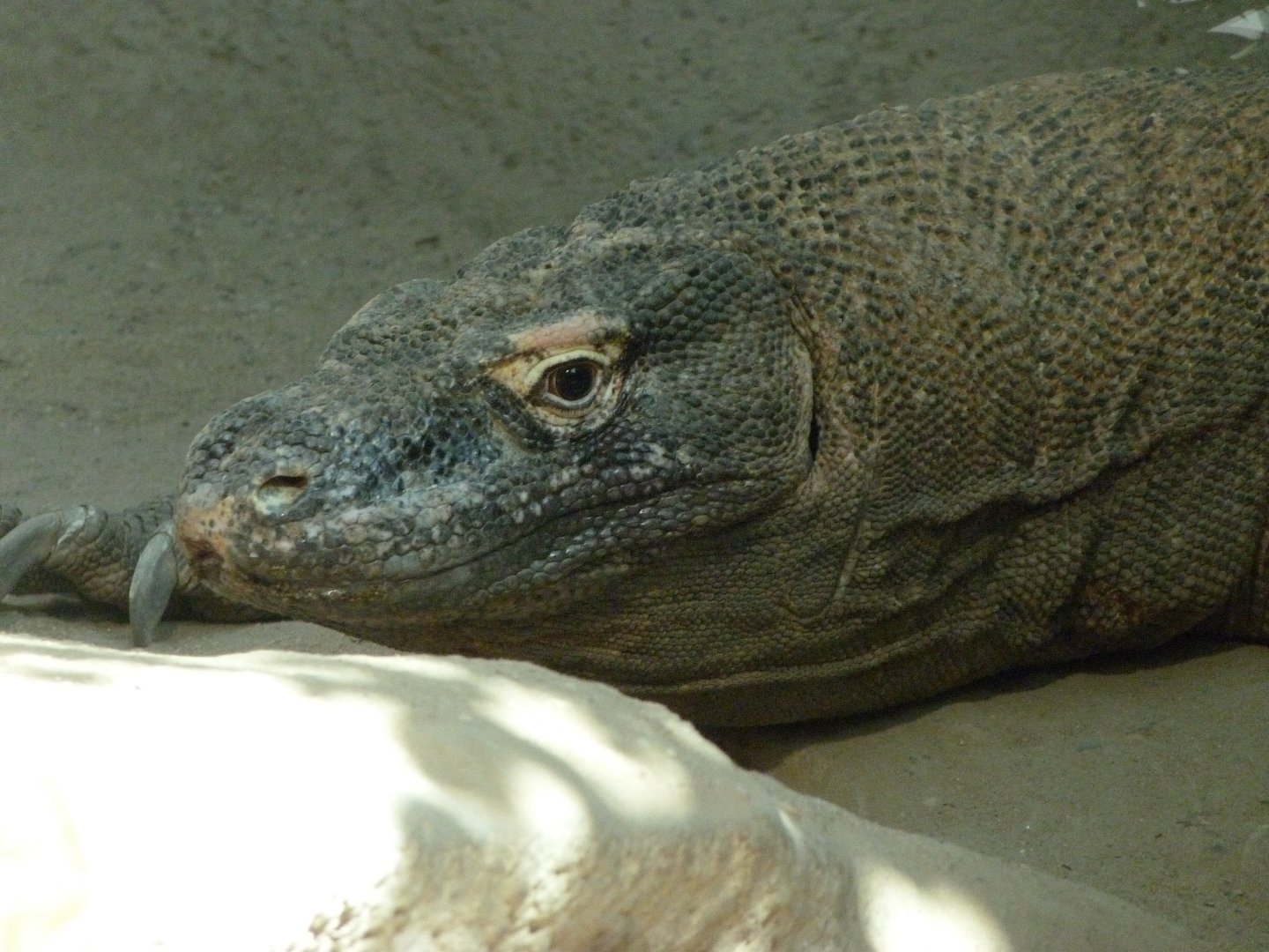 Komodo dragon -Zoo Praha (2025)