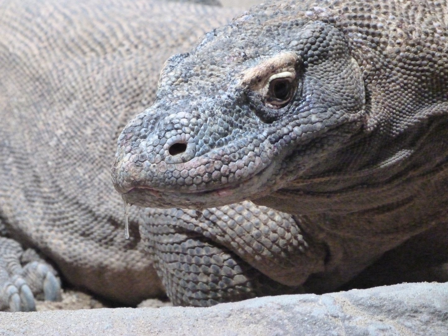 Komodo dragon -Zoo Praha (2025)