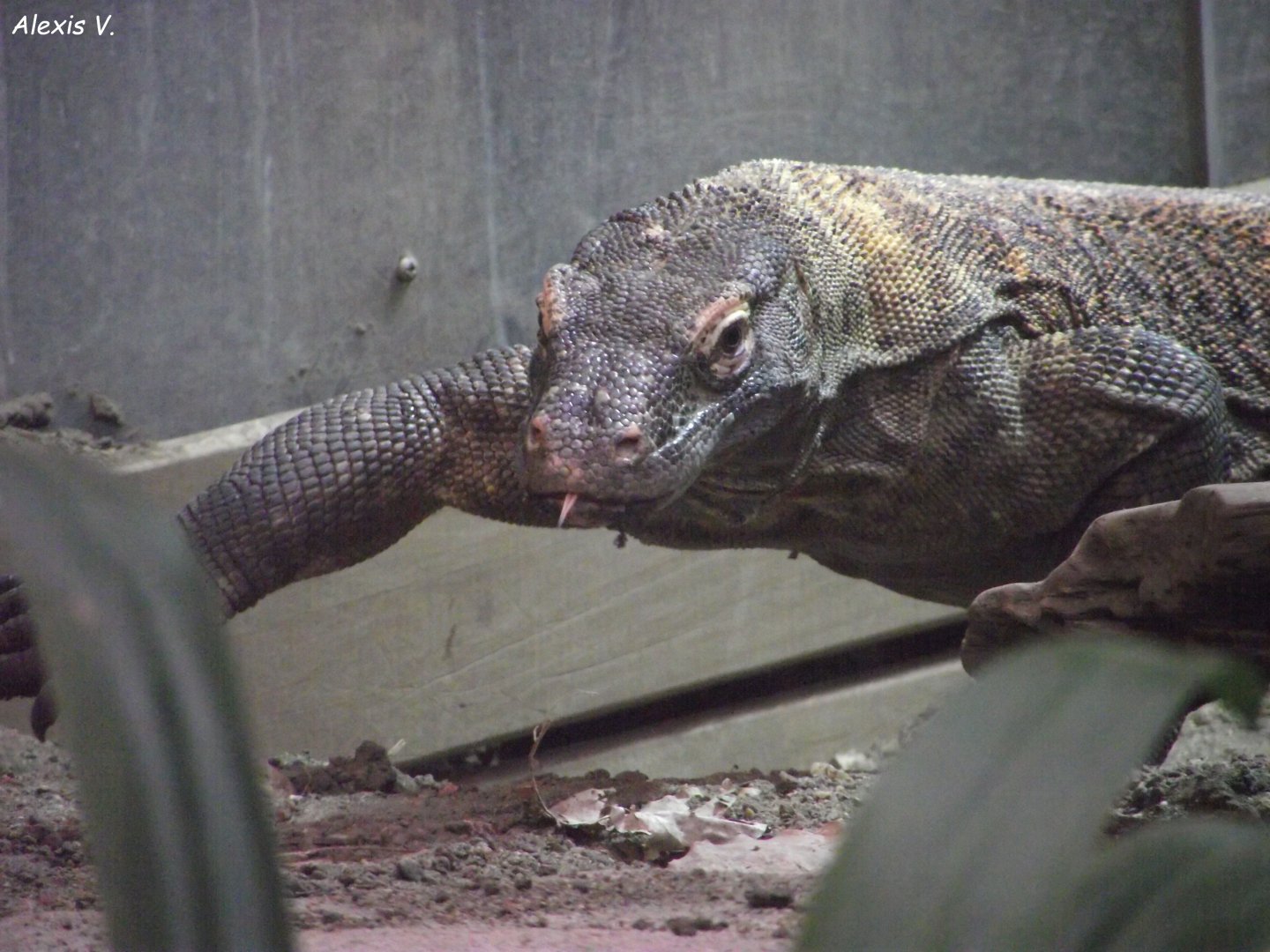 Komodo Dragon - Zooparc de Beauval - 11/2021