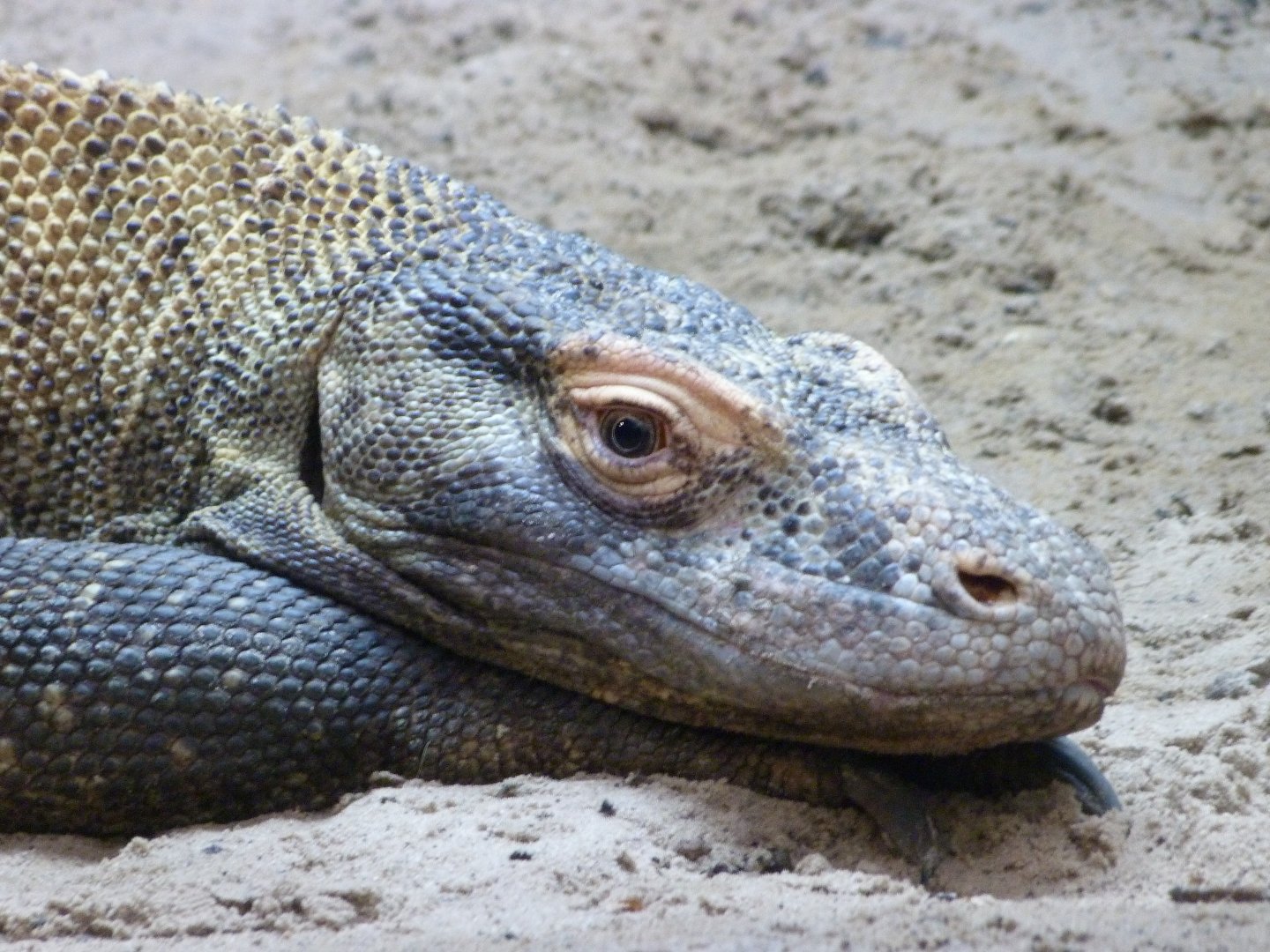 Komodo dragon -ZooParc de Beauval (2025)