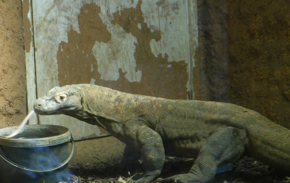 Komodo Dragon - ZSL London Zoo 2021
