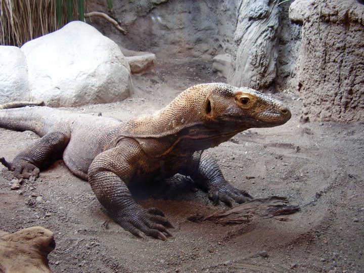 Komodo Dragon.