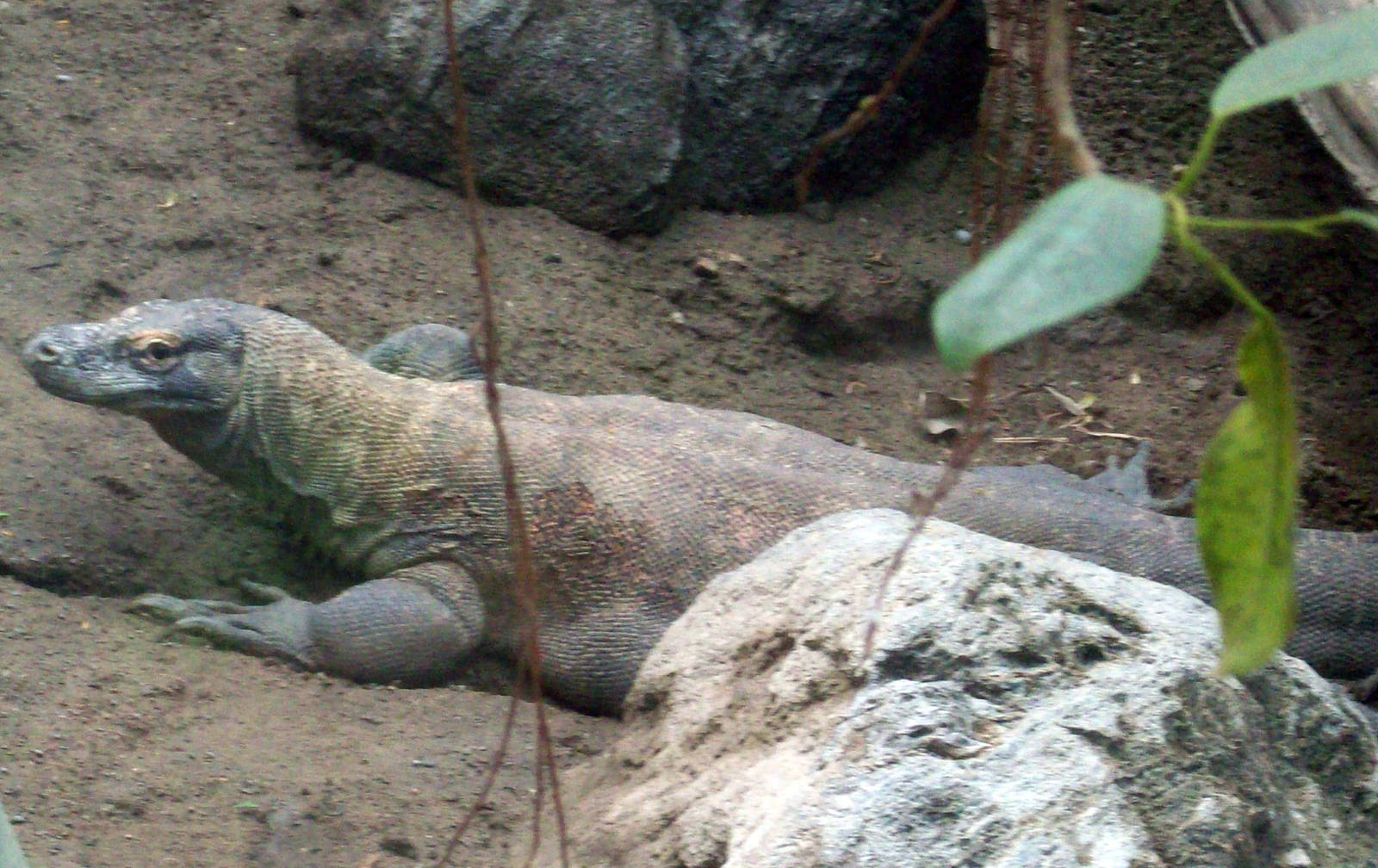 Komodo Dragon.