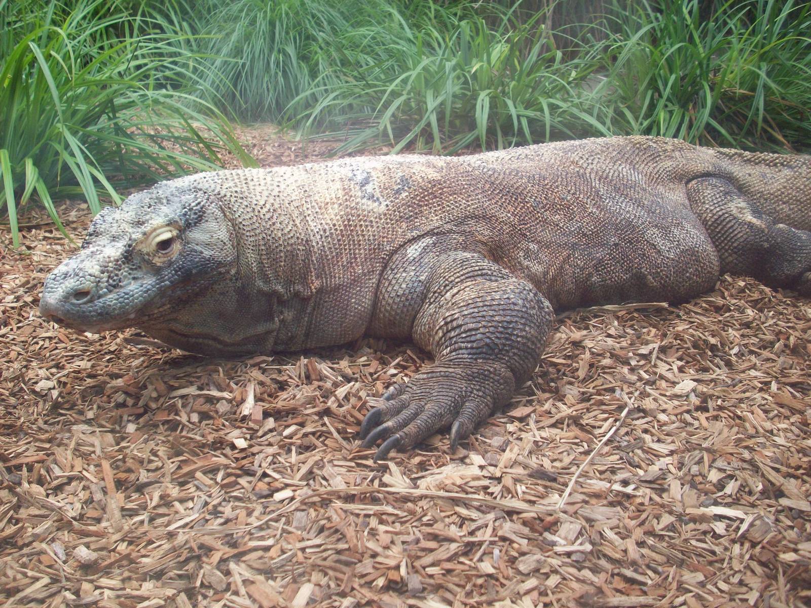 Komodo Dragon