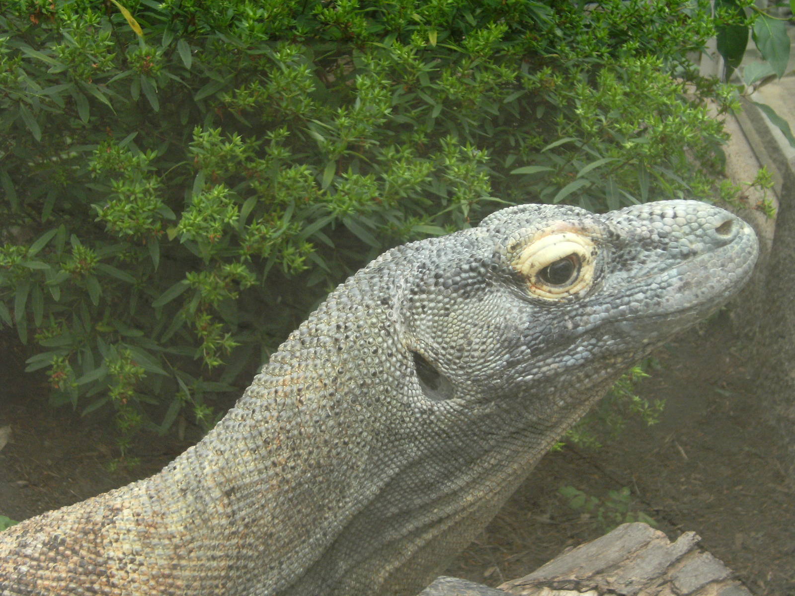 Komodo Dragon
