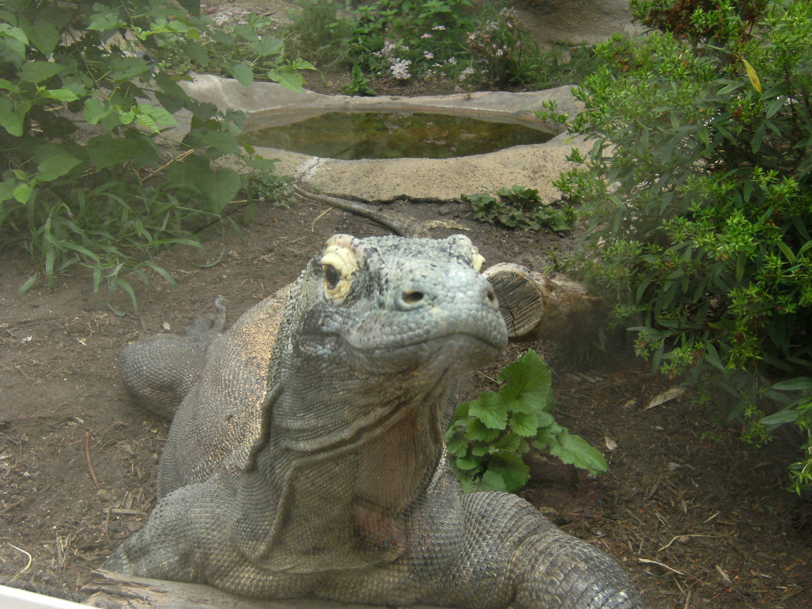 Komodo Dragon