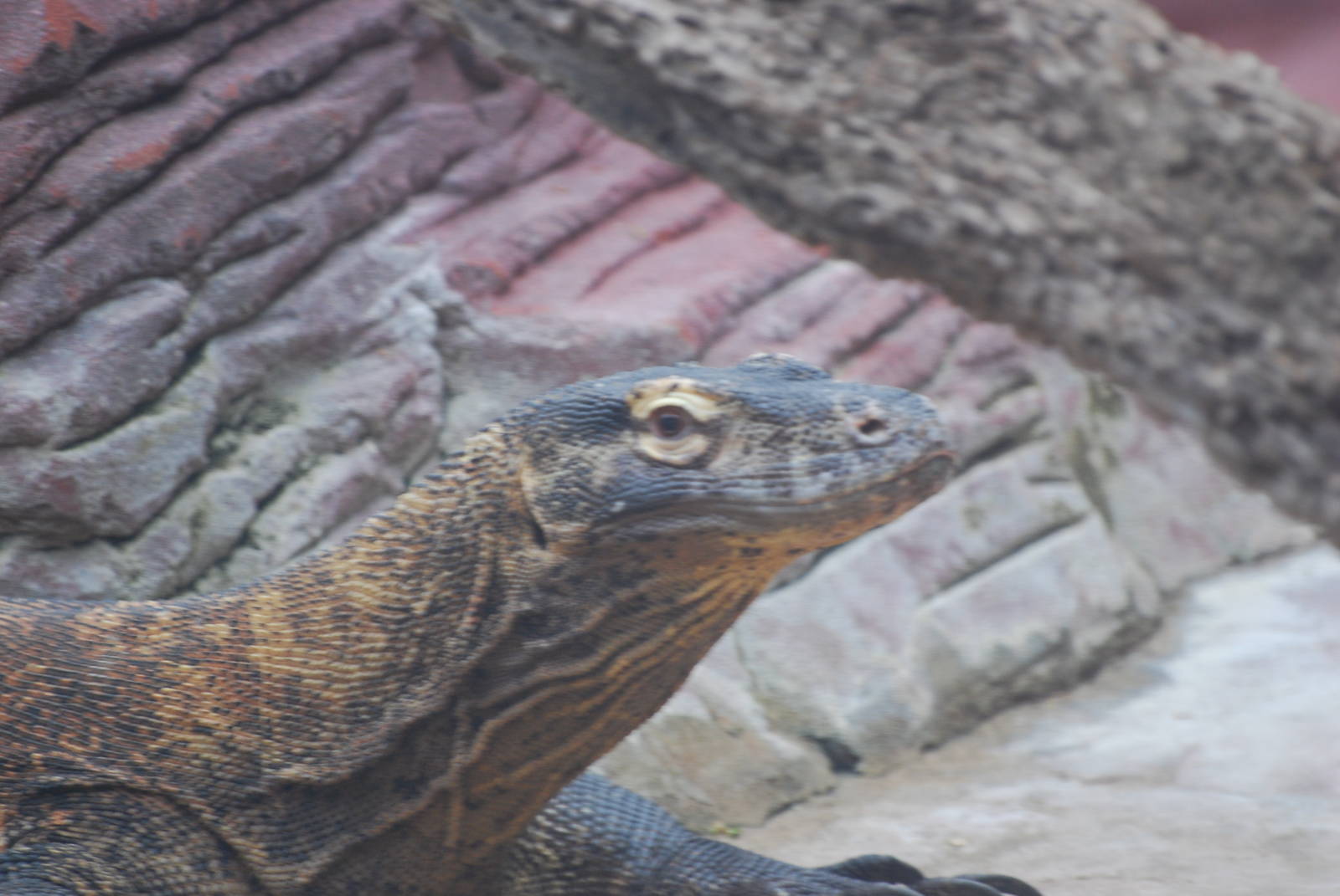 Komodo dragon