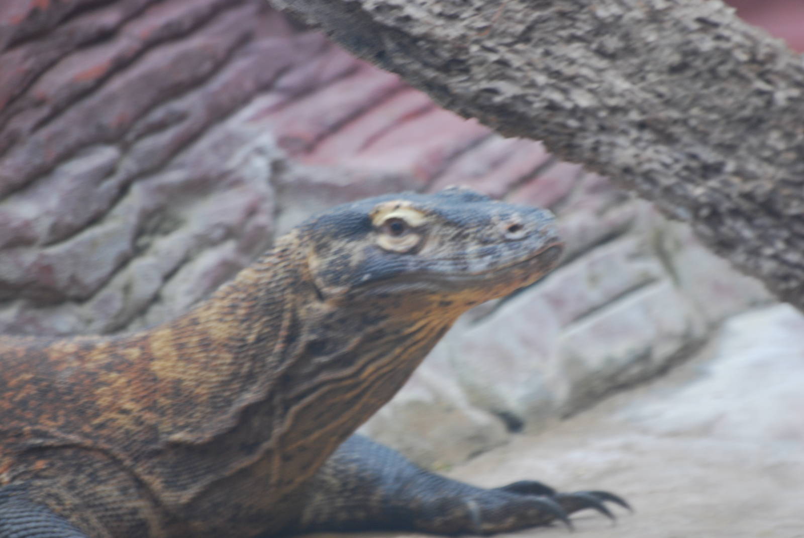 Komodo dragon
