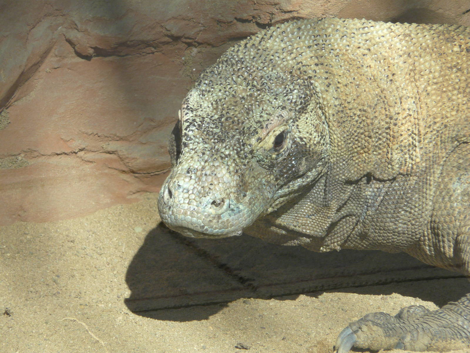 Komodo Dragon