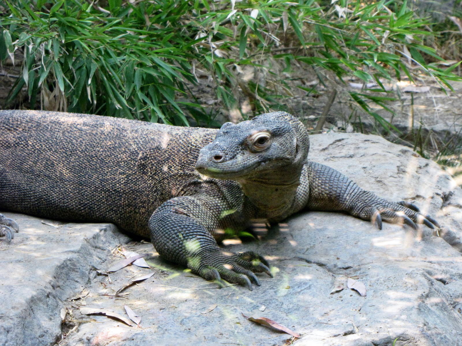 Komodo Dragon
