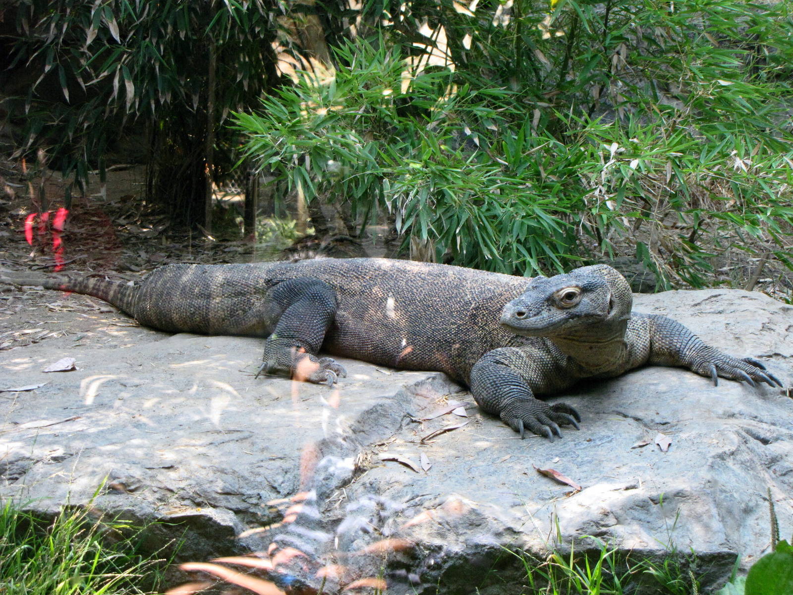 Komodo Dragon