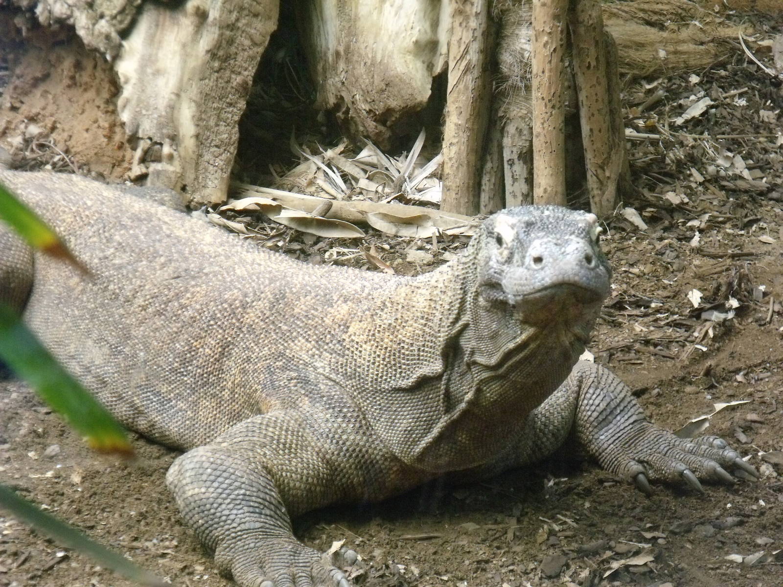 Komodo dragon