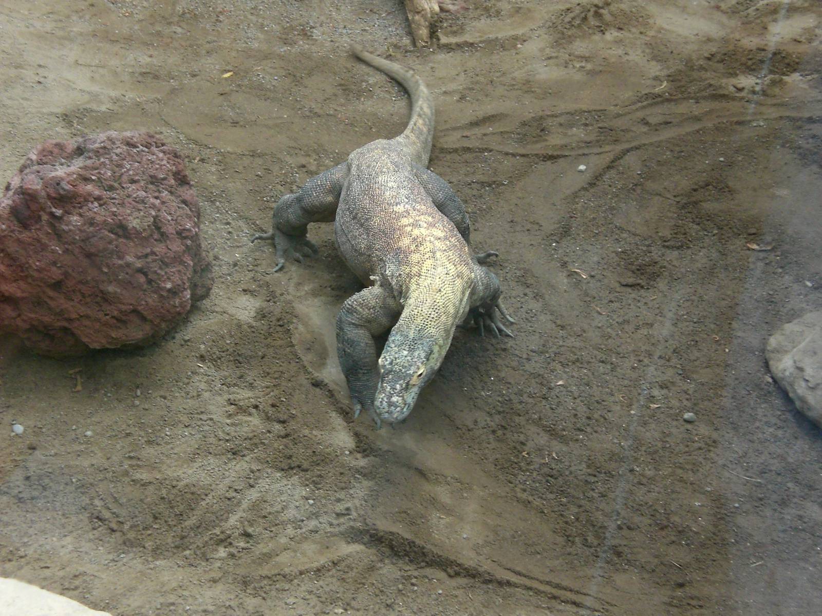 Komodo Dragon