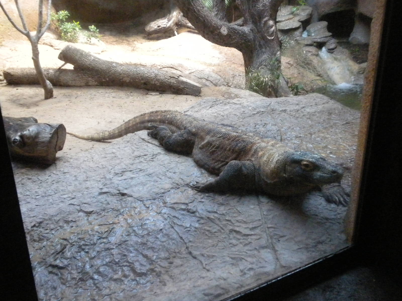 Komodo Dragon