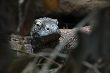 komodo dragon