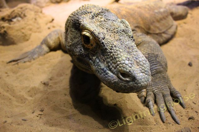 Komodo Dragon