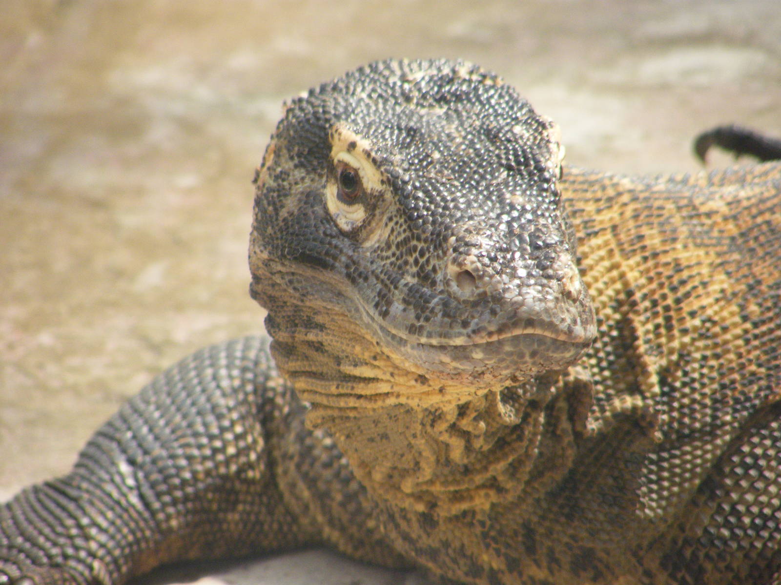 Komodo Dragon