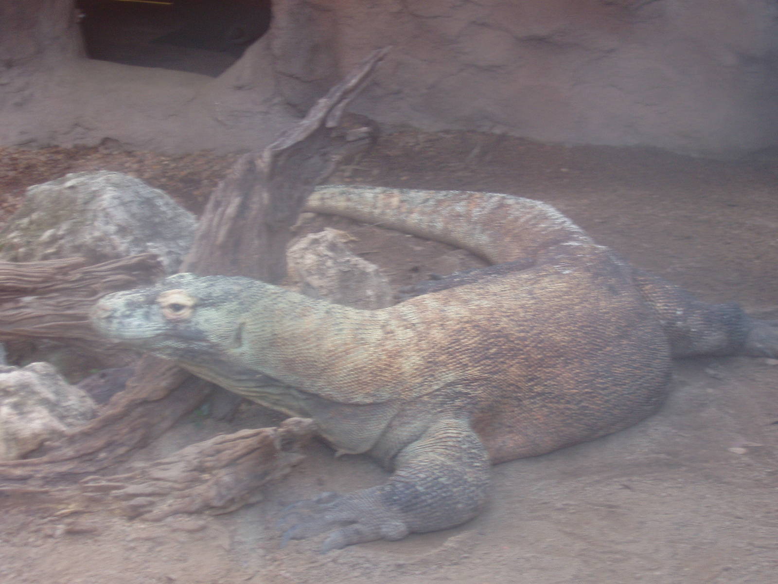 Komodo Dragon